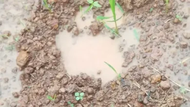 कैका-चेरबहार में मवेशी का शिकार, बाघ या तेंदुए की मौजूदगी से ग्रामीणों में दहशत कैका-चेरबहार में मवेशी का शिकार, बाघ या तेंदुए की मौजूदगी से ग्रामीणों में दहशत