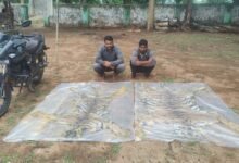 बाघों के शिकारी वन विभाग के शिकंजे में: दो खाल के साथ दो तस्कर गिरफ्तार, कोर्ट ने भेजा जेल