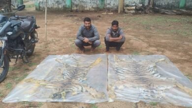 बाघों के शिकारी वन विभाग के शिकंजे में: दो खाल के साथ दो तस्कर गिरफ्तार, कोर्ट ने भेजा जेल