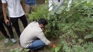 नागपुर में नगरपालिका के गार्डन में उगा दी गांजे की फसल, वीडियो वायरल होते ही मचा हड़कंप, पौधे देखकर पुलिस भी हैरान