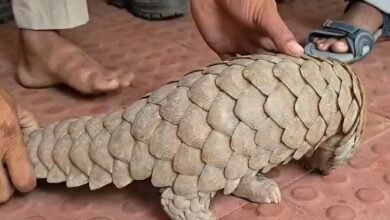 बजाड़ी गांव में दिखा दुर्लभ ‘खालखपरी’, सूचना मिलते ही हरकत में आया वन विभाग