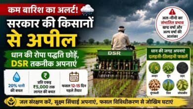 खण्ड एवं अल्प वर्षा की आशंका: किसानों से सरकार की अपील, धान की रोपा पद्धति छोड़ें, अपनाएं डीएसआर तकनीक
