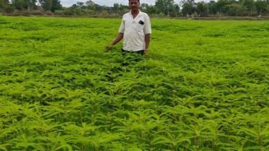 4 एकड़ में ढैंचा उगाकर बदली खेती की तस्वीर: नरेंद्र सिंह बने प्राकृतिक खेती की मिसाल, रासायनिक खाद से बनाई दूरी