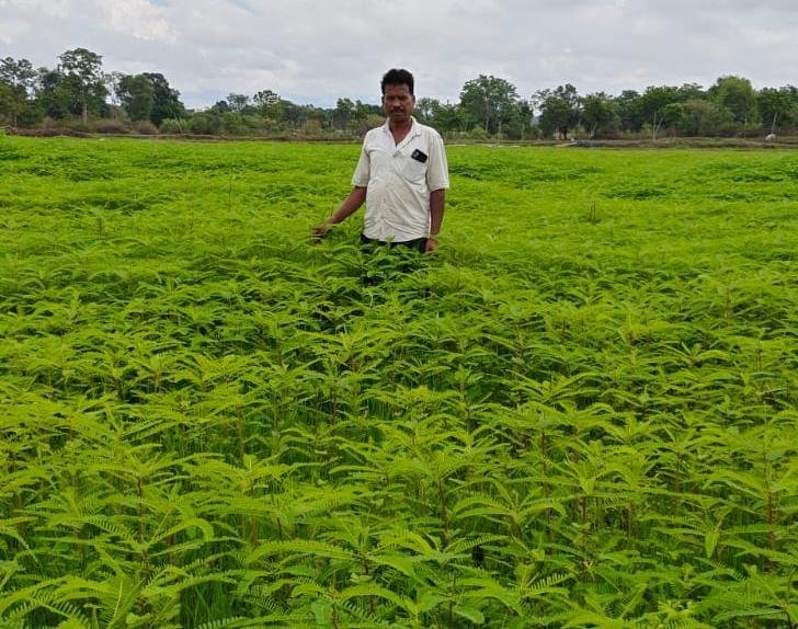 4 एकड़ में ढैंचा उगाकर बदली खेती की तस्वीर: नरेंद्र सिंह बने प्राकृतिक खेती की मिसाल, रासायनिक खाद से बनाई दूरी
