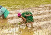 झमाझम बारिश से खिले किसानों के चेहरे: मानसून की मेहरबानी से खेतों में लौटी रौनक, समय पर खाद-बीज ने बढ़ाया भरोसा