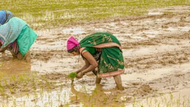 झमाझम बारिश से खिले किसानों के चेहरे: मानसून की मेहरबानी से खेतों में लौटी रौनक, समय पर खाद-बीज ने बढ़ाया भरोसा