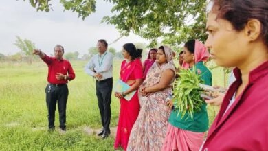 औषधीय खेती से बदली धमतरी की तस्वीर: महिलाओं की आय कई गुना बढ़ी, अब देशभर में अपनाया जाएगा यह सफल मॉडल औषधीय खेती से बदली धमतरी की तस्वीर: महिलाओं की आय कई गुना बढ़ी, अब देशभर में अपनाया जाएगा यह सफल मॉडल