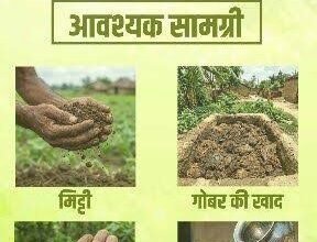 सीड बॉल से हरियाली की नई पहल: जनभागीदारी से हरे होंगे जंगल, दुर्गम इलाकों तक पहुंचेगा वन विभाग का हरित अभियान