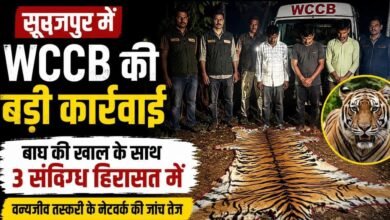 बाघ की खाल के साथ 3 संदिग्ध हिरासत में: सूरजपुर में WCCB की रेड, वन्यजीव तस्करी के रैकेट तक पहुंचने की कोशिश