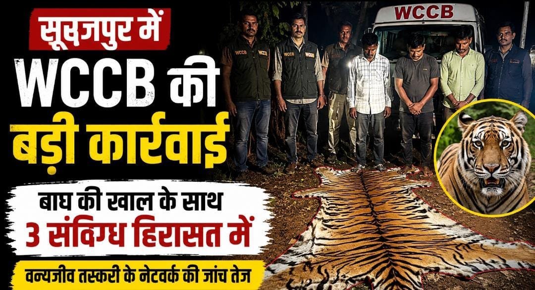 बाघ की खाल के साथ 3 संदिग्ध हिरासत में: सूरजपुर में WCCB की रेड, वन्यजीव तस्करी के रैकेट तक पहुंचने की कोशिश
