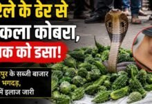 करेले के ढेर से निकला कोबरा, युवक को डसा: बिलासपुर के सब्जी बाजार में मची भगदड़, सिम्स में इलाज जारी