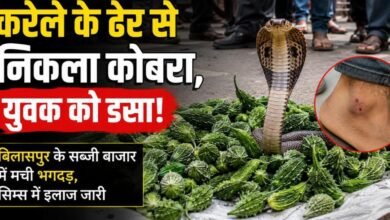 करेले के ढेर से निकला कोबरा, युवक को डसा: बिलासपुर के सब्जी बाजार में मची भगदड़, सिम्स में इलाज जारी