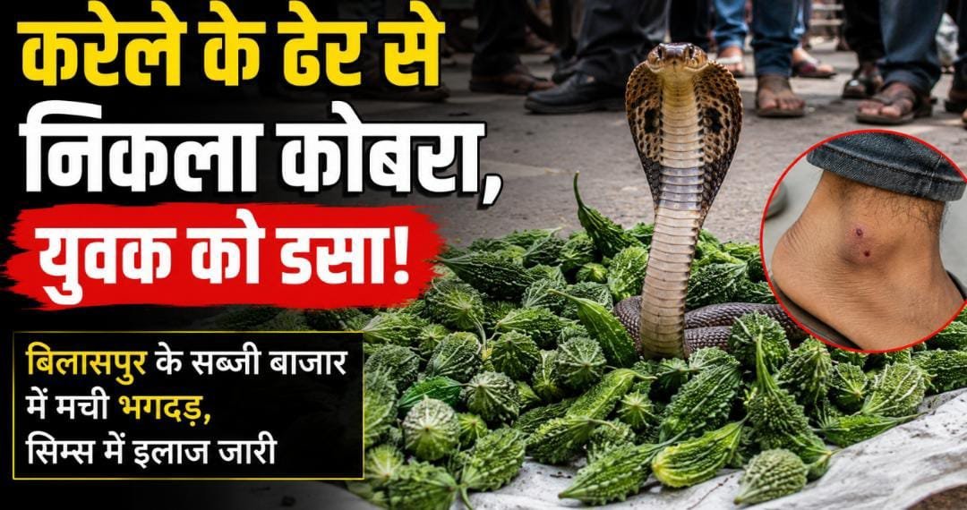 करेले के ढेर से निकला कोबरा, युवक को डसा: बिलासपुर के सब्जी बाजार में मची भगदड़, सिम्स में इलाज जारी