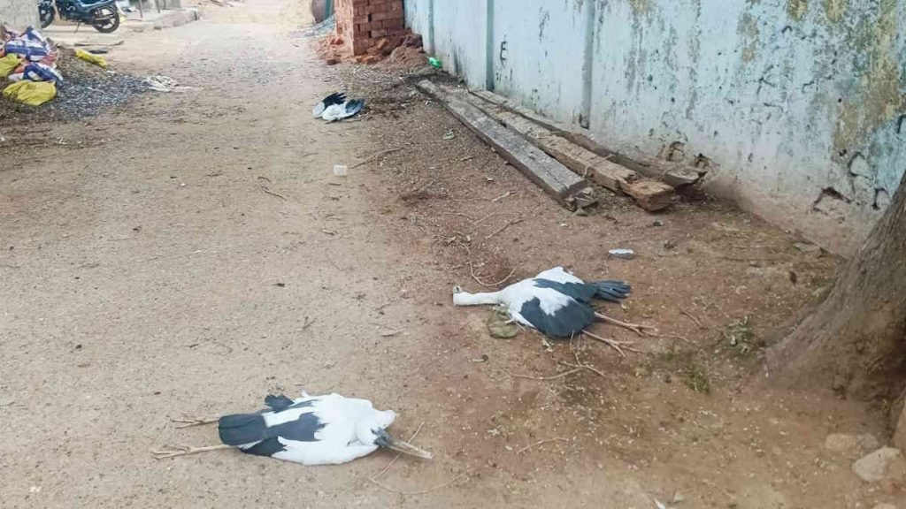 आकाशीय बिजली का कहर: कोरबा में इमली के पेड़ पर बसे 6 साइबेरियाई पक्षियों की मौत