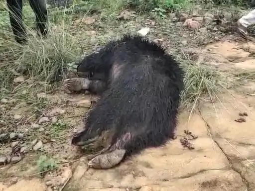 चिरमिरी वन क्षेत्र में सड़क किनारे मिला भालू का शव, मौत की वजह जानने जांच तेज