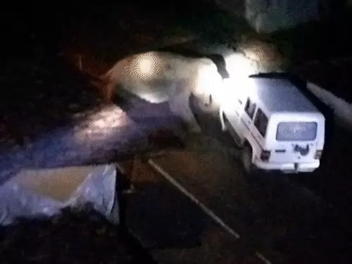 हाथियों के हमले से दहला रायगढ़: 2 की मौत, मासूम बची; सूंड से वन विभाग की गाड़ी पर वार
