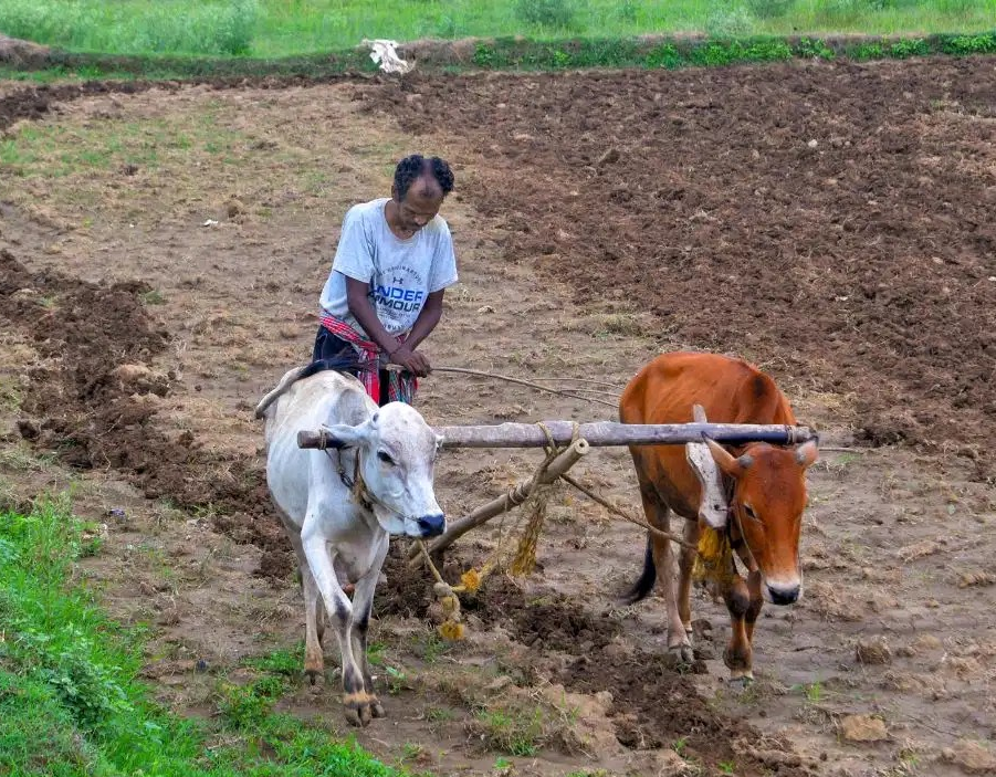 5 महीनों में महाराष्ट्र के 313 किसानों ने की आत्महत्या, विदर्भ के आंकड़े डराने वाले