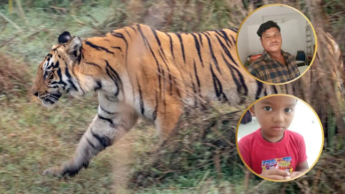 नागपुर: बाघ के डर से भागे पिता-पुत्र… डैम में जा गिरे, डूबने से दोनों की मौत; वन विभाग देगा 25-25 लाख मुआवजा