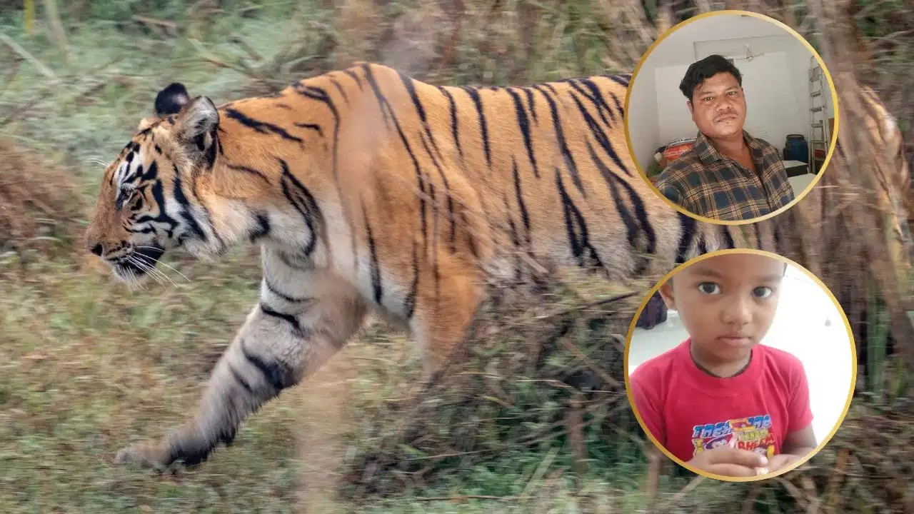 नागपुर: बाघ के डर से भागे पिता-पुत्र… डैम में जा गिरे, डूबने से दोनों की मौत; वन विभाग देगा 25-25 लाख मुआवजा