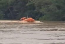 छत्तीसगढ़ में अगले 48 घंटे भारी बारिश का अलर्ट, कई जिलों में चेतावनी; हादसों में तीन युवकों की मौत, दंपती अब भी लापता