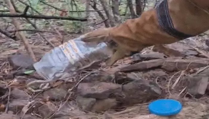 मानसून में बढ़ा सर्पदंश का खतरा, घर से निकले 10 बेबी कोबरा, सांप के डसने से तीन लोगों की मौत