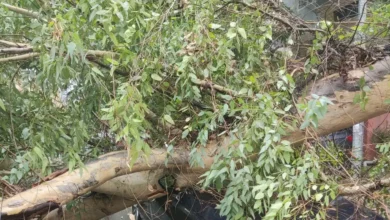 6 दिन में गिरे 1100 पेड़, 5 की मौत, 20 से ज्यादा घायल… क्या मुंबई का हरियाली मॉडल खतरे में?