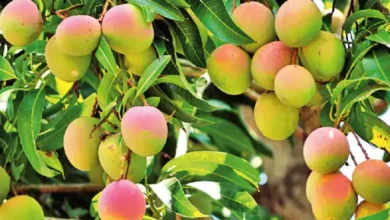 छत्तीसगढ़ में आम की नई किस्मों पर बड़ा शोध, किसानों की आय बढ़ाने के लिए 20 वैरायटी का होगा वैज्ञानिक परीक्षण