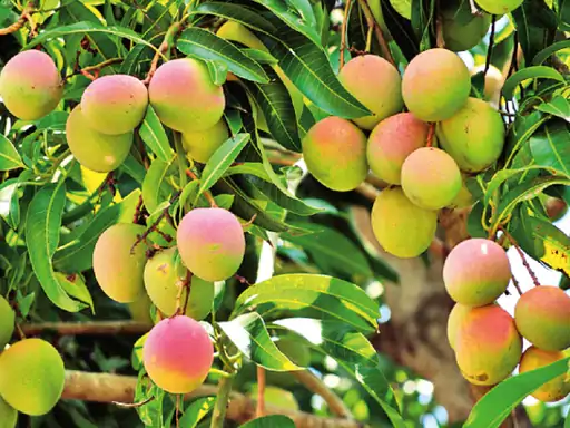 छत्तीसगढ़ में आम की नई किस्मों पर बड़ा शोध, किसानों की आय बढ़ाने के लिए 20 वैरायटी का होगा वैज्ञानिक परीक्षण