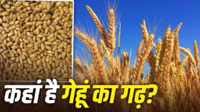 चीन, भारत या पाकिस्तान, दुनिया में सबसे ज्यादा गेहूं उगाने वाला देश कौन सा? चीन, भारत या पाकिस्तान, दुनिया में सबसे ज्यादा गेहूं उगाने वाला देश कौन सा?