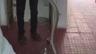 किचन में दिखा 8 फीट का सांप, मोहल्ले में मिला 10 फीट का अजगर: धमतरी में रेस्क्यू से टला खतरा