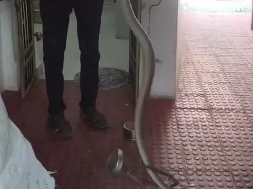 किचन में दिखा 8 फीट का सांप, मोहल्ले में मिला 10 फीट का अजगर: धमतरी में रेस्क्यू से टला खतरा