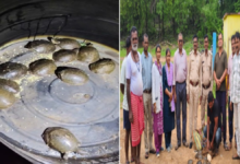 वन विभाग के हत्थे चढ़ा कछुआ तस्कर, 11 जिंदा कछुओं के साथ पकड़ा गया