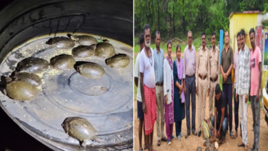 वन विभाग के हत्थे चढ़ा कछुआ तस्कर, 11 जिंदा कछुओं के साथ पकड़ा गया