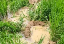 रायगढ़ में हाथियों का आतंक, 26 किसानों की धान की फसल बर्बाद