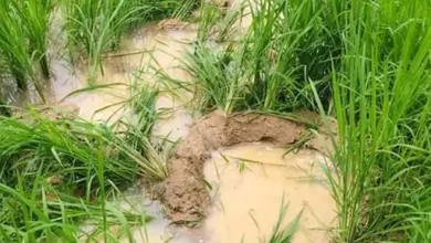 रायगढ़ में हाथियों का आतंक, 26 किसानों की धान की फसल बर्बाद
