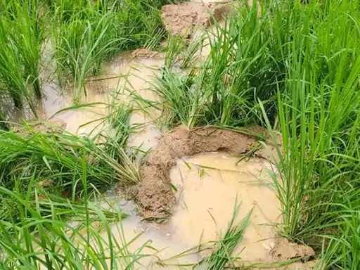 रायगढ़ में हाथियों का आतंक, 26 किसानों की धान की फसल बर्बाद रायगढ़ में हाथियों का आतंक, 26 किसानों की धान की फसल बर्बाद