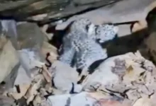 जंगल में लौटे तेंदुए के दोनों शावक, मां ने कैमरे के सामने आकर अपने बच्चों को अपनाया