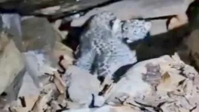 जंगल में लौटे तेंदुए के दोनों शावक, मां ने कैमरे के सामने आकर अपने बच्चों को अपनाया जंगल में लौटे तेंदुए के दोनों शावक, मां ने कैमरे के सामने आकर अपने बच्चों को अपनाया