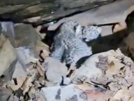 जंगल में लौटे तेंदुए के दोनों शावक, मां ने कैमरे के सामने आकर अपने बच्चों को अपनाया