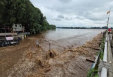 MP Rain: मंडला में नर्मदा नदी का रौद्र रूप, कान्हा से संपर्क टूटा; कई सहायक नदियां भी उफान पर