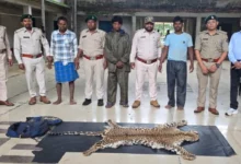 तेंदुए की खाल लेकर बाइक से निकले थे तीन तस्कर : नारायणपुर में वन विभाग ने घेराबंदी कर पकड़ा; खाल और दो बाइक जब्त