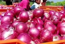 रांची में प्याज महंगा, नई फसल की आवक में देरी से कीमतें बढ़ीं