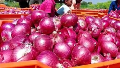 रांची में प्याज महंगा, नई फसल की आवक में देरी से कीमतें बढ़ीं