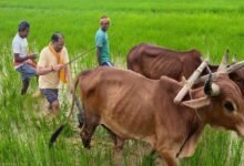 मुख्यमंत्री ने कहा – किसान परिवार से होने के नाते खेती मेरे लिए केवल आजीविका नहीं, जीवन का संस्कार
