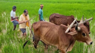 मुख्यमंत्री ने कहा – किसान परिवार से होने के नाते खेती मेरे लिए केवल आजीविका नहीं, जीवन का संस्कार
