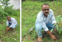 अनवर खान ने लगाए अशाेक ,नीम का पौधे