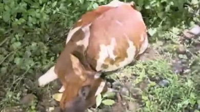 कार की रफ्तार बनी गौवंश के लिए काल, 4 को कुचला; 3 की मौत कार की रफ्तार बनी गौवंश के लिए काल, 4 को कुचला; 3 की मौत