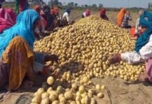 आलू किसानों के लिए योगी सरकार का बड़ा फैसला, ₹1000 करोड़ से मिलेगी राहत