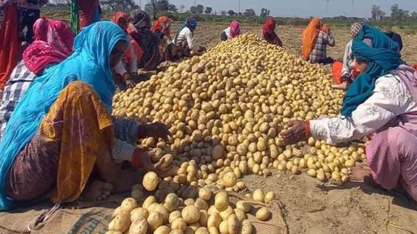 आलू किसानों के लिए योगी सरकार का बड़ा फैसला, ₹1000 करोड़ से मिलेगी राहत आलू किसानों के लिए योगी सरकार का बड़ा फैसला, ₹1000 करोड़ से मिलेगी राहत