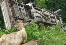 रायगढ़ में मवेशियों से भरी पिकअप पलटी, तस्कर वाहन छोड़कर फरार; FIR दर्ज